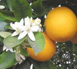 Citrus aurantium A laranja-azeda ou laranja-amarga (Citrus aurantium) é uma espécie de citrino da família Rutaceae.