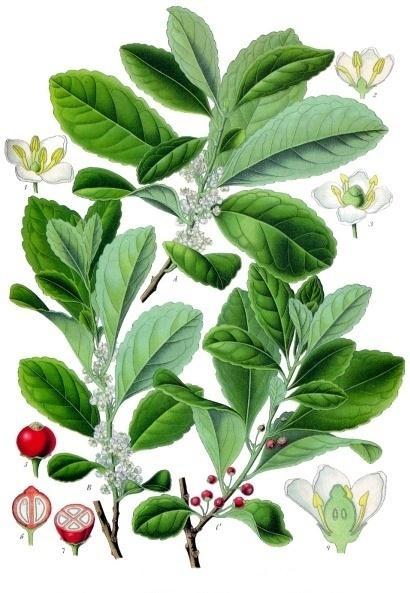 Ilex paraguaiensis A erva-mate (Ilex paraguariensis), também chamada mate ou congonha, é uma árvore da família das aquifoliáceas, originária da região