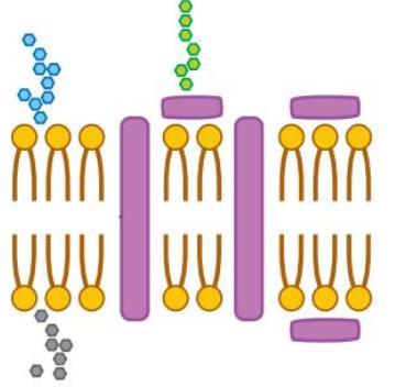 Fonte: Biologia de