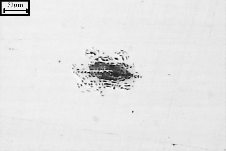 Foto representativa do pite encontrado na amostra.