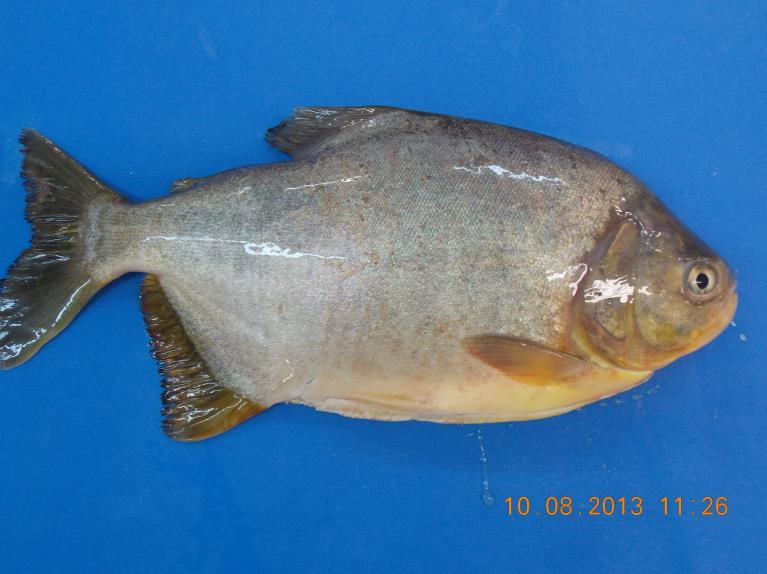 19 Segundo Moraes (2012) as principais espécies em desenvolvimento no Estado de Mato Grosso estão os peixes redondos como Pacu - Piaractus mesopotamicus, Tambaqui - Colossoma macropomum e Pirapitinga