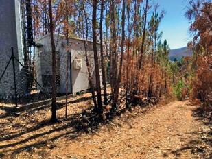 por estarem posicionados junto à vegetação e às árvores consumidas pelos incêndios florestais.