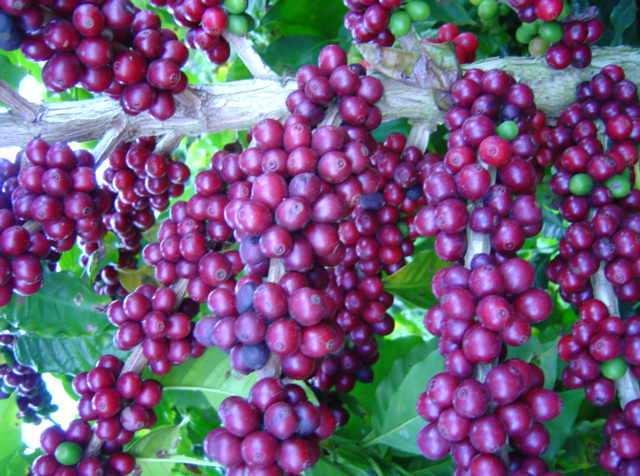 ARÁBICA (Coffea arabica L.) NO ESTADO DO ESPÍRITO SANTO, ES ROSEMBERGUE BRAGANÇA - DOUTORANDO EQUIPE DE ORIENTAÇÃO: Prof.