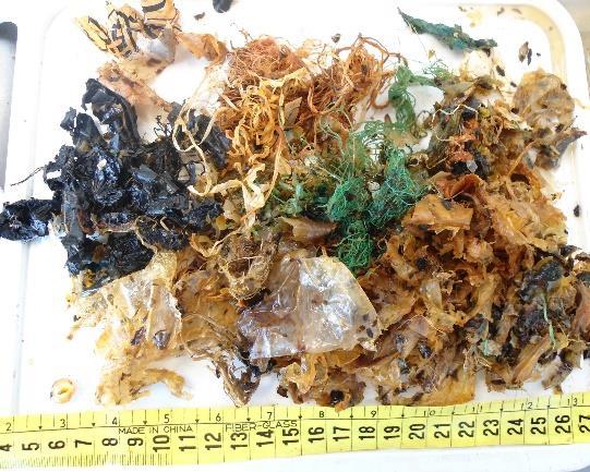 Imagens de necropsia em tartarugas marinhas com ingestão de resíduos