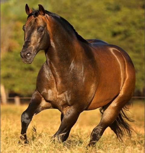 708,00, Res.Campeão do NRHA Open Futurity, etc. Pai de importantes garanhões no Brasil como ROOSTERS TRU LUCK, PEEKO DEL CIELO, KING OFTHE HEN HOUSE e ERMOSA GALLO.