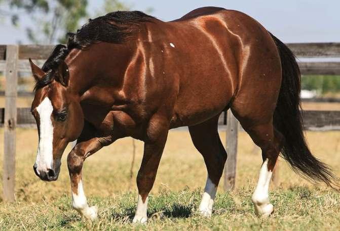 12 VENDA WARRIOR PEP QUIXOTE DE COBERTURA GARANHÃO ALAZÃO 23/03/1992 PROPRIETÁRIO: FAZENDA MAR BOUTROS LOCALIZAÇÃO: COROADOS - SP Produtor Campeões em diversas modalidades, Apartação, Laço, Ranch