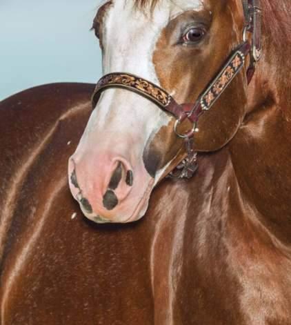 Dentre seus inúmeros títulos, destacam-se os de: Campeão do Derby Classic ANCA/13 (Aberta), Campeão da 26ª Prova O cial AQHA/12 (Aberta Junior), Campeão do Campeonato Nacional ANCA 2013/2014