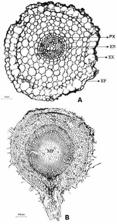 Plântula e tirodendro de Arrabidaea mutabilis 133 A raiz é axial, e o hipocótilo é longo, verde e delgado.