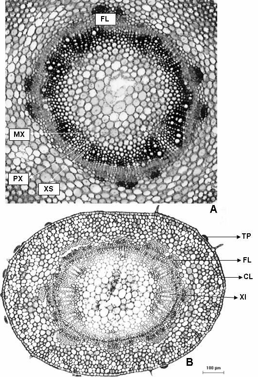 134 Souza et al. natureza colenquimática e parenquimática; o colênquima, que é angular, é interrompido por um parênquima esponjoso nas regiões subestomáticas.