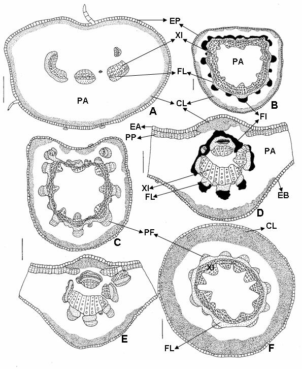 O cilindro de feixes é circundado por esclerênquima, formado por grupos de fibras, localizados nas faces floemáticas (Figura 4B), que são interligados por esclereídes.