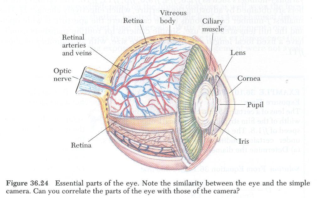 Instrumentos ópticos: o olho humano Artérias e veias da retina Retina Humor vítreo Músculo ciliar Cristalino (Lente) Nervo óptico Córnea Pupila