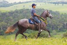 Seu Pai, Requinte do Tucunaré Sua