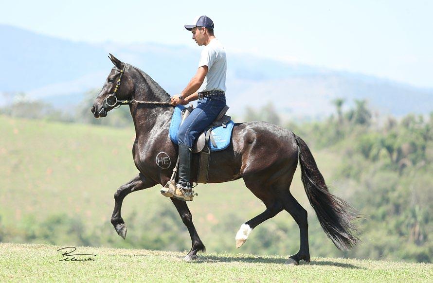 50% Onda Negra da Evolução Galeão RRC x Revista