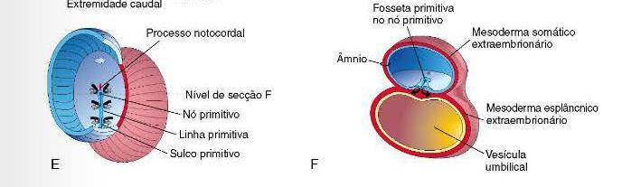 Linha