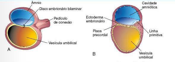 Linha