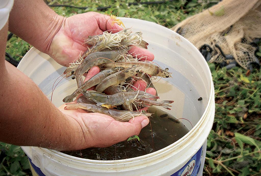 A FAZENDA AQUARIUM MANTÉM UMA PRODUTIVIDADE ANUAL DE APROXIMADAMENTE 900 TONELADAS DE CAMARÃO MARINHO Fotos: f&f ficação, com rações de até 45% de proteína, dependendo do sistema e fase de produção.