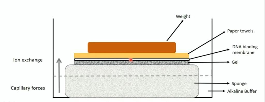 SOUTHERN BLOT 3 Passo: Transferência do