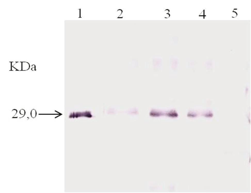 4.2 WESTERN BLOT Western Blot: antissoro contra a CP do CLV-C (1:1000) 1- Proteína