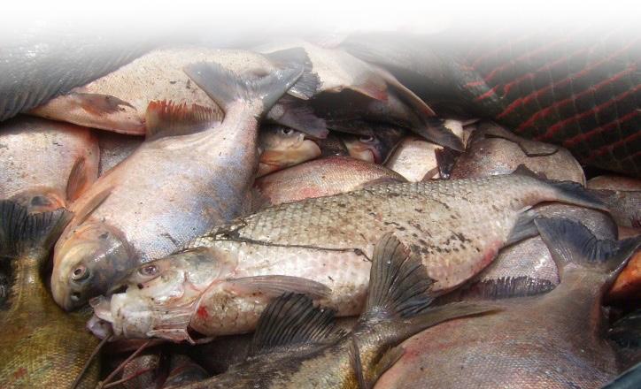 São normas criadas pelas comunidades, com ajuda dos órgãos de Meio Ambiente e Fiscalização para controle da pesca em uma determinada região.