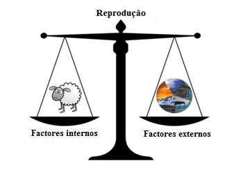 Para que haja um bom desempenho reprodutivo é necessário equilibrar os factores que o condicionam.