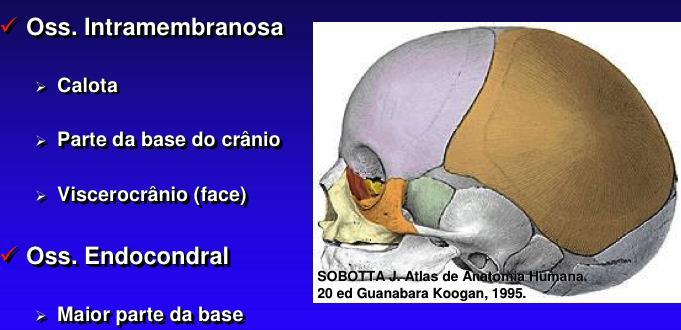 Ossificação do crânio Na ossificação membranosa, não há um modelo cartilaginoso que oriente a formação do osso.