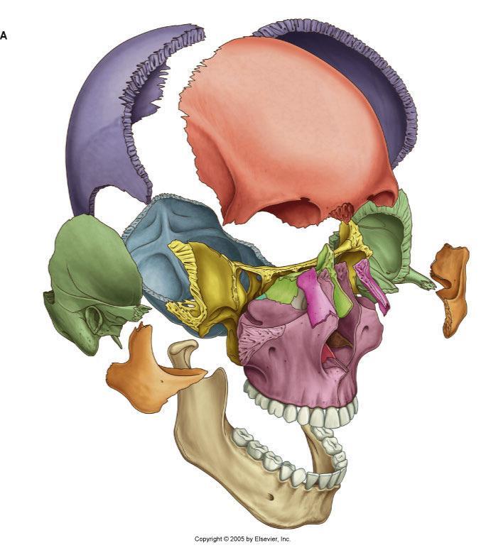 Ossos do crânio e face Crânio Osso frontal Ossos parietais Ossos temporais Osso occipital Osso esfenoidal Osso