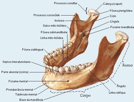 Mandíbula Osso