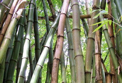 Artesanato com BAMBU Passo a passo Nesta apostila você encontrará o conteúdo necessário para dar início ao trabalho de artesanatos com bambu com um detalhado