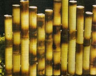 CERCA Materiais: Bambu cana-da-índia tratado e