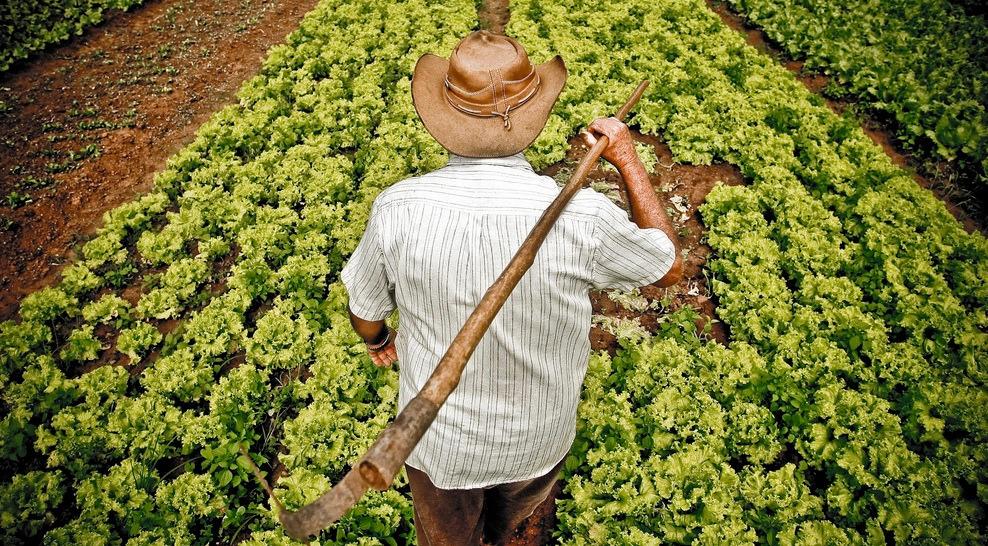 A Agricultura Familiar, setor da agricultura em que os gerentes ou administradores dos estabelecimentos rurais são também os próprios trabalhadores rurais, tem fundamental importância para o