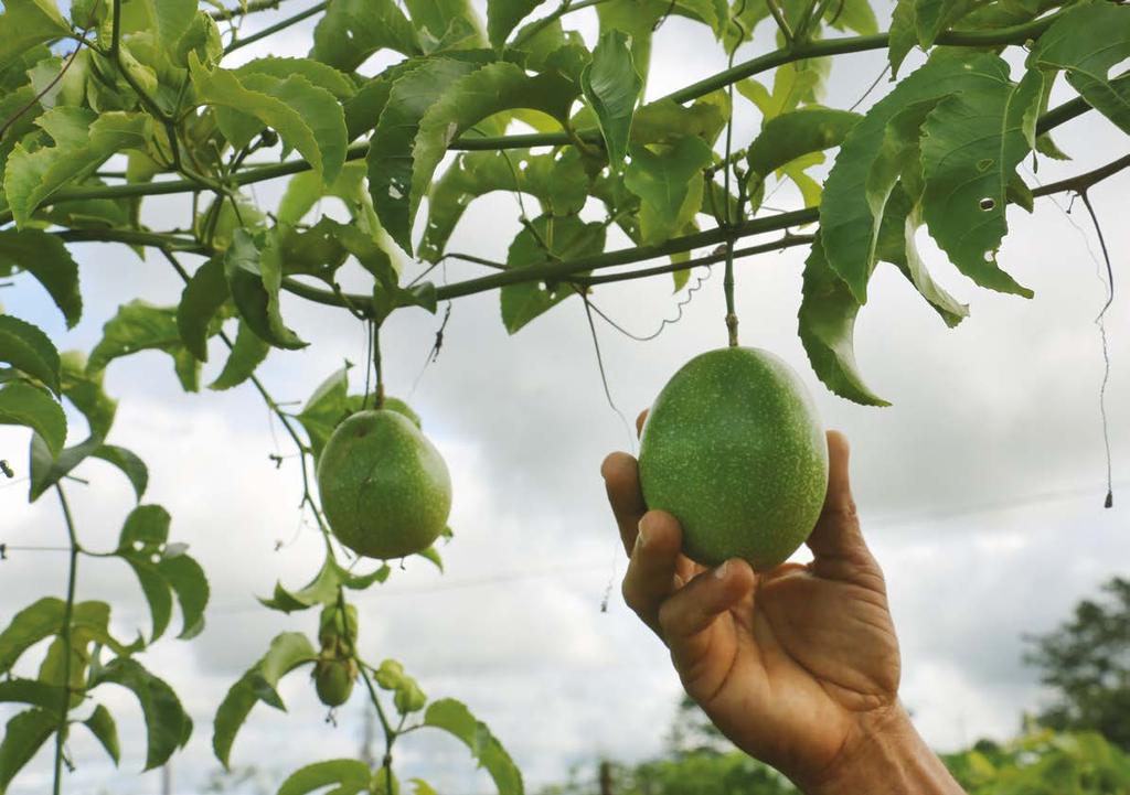 Geração de renda O projeto de Fruticultura, assinado no terceiro trimestre, envolve produtores da APA do Gelado.