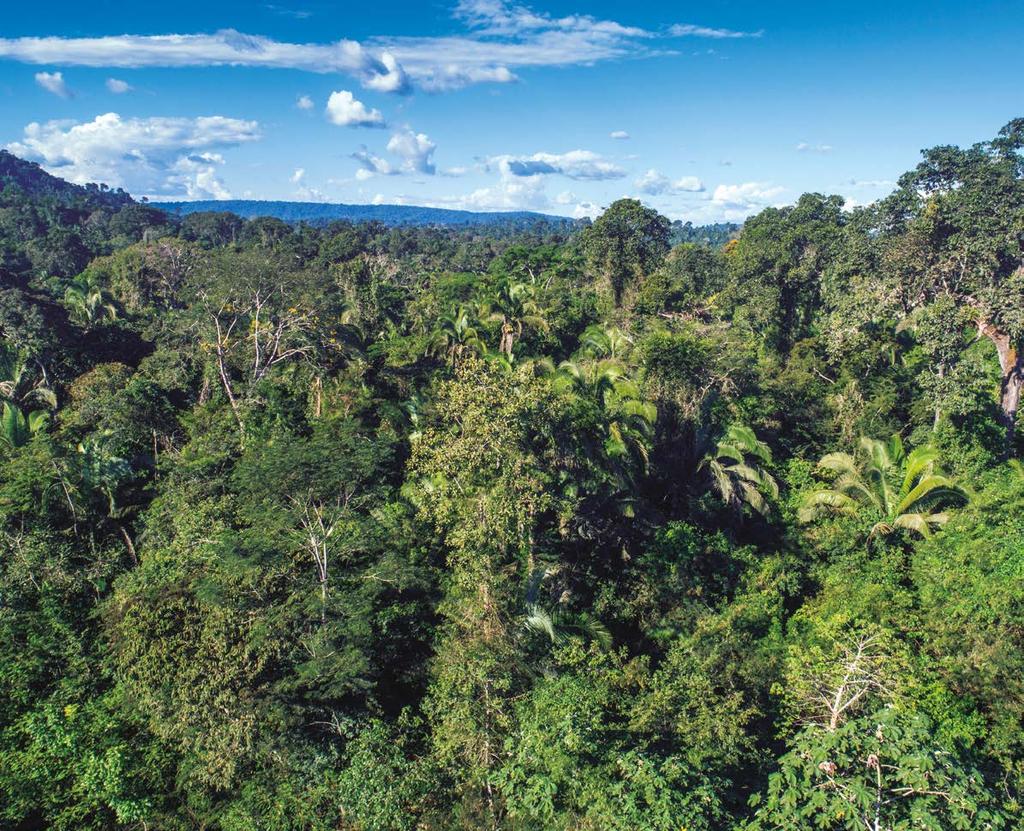 Unidades de conservação A Vale ajuda a preservar, em parceria com o ICMBio, mais de 786 mil hectares de floresta nativa.