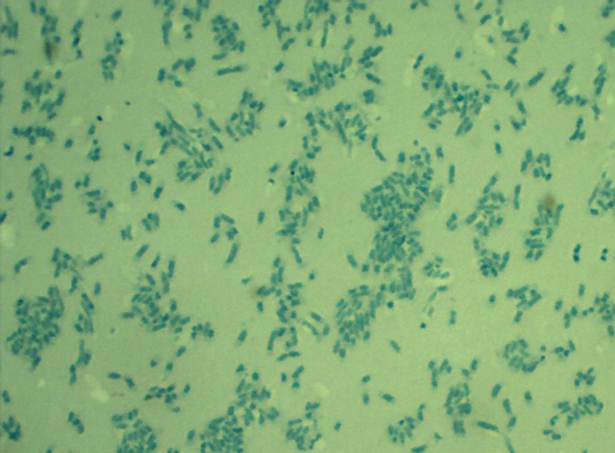 29 4. Material e Métodos 4.1 Obtenção e Manutenção da bactéria Xanthomonas campestris 4.1.1 Obtenção da cepa da bactéria A cepa da bactéria X.