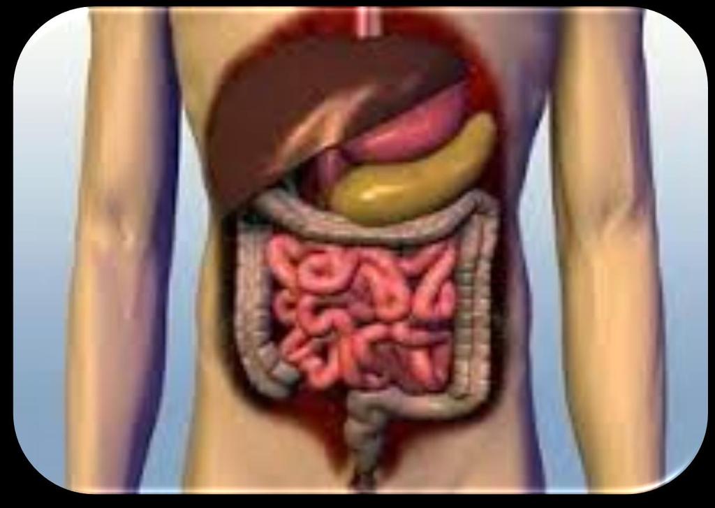 ANATOMIA 6 / 47 ESÔFAGO ESTÔMAGO FÍGADO