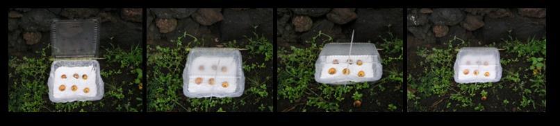 Figura 3.5 Aspecto das caixas, de plástico, colocadas no campo com frutos infestados por C. capitata para obtenção de parasitóides.