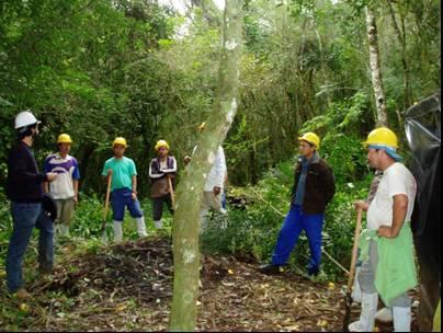 De acordo com a metodologia proposta para o desmatamento na UHE Castro Alves, primeiramente foi realizada a limpeza do sub-bosque com foice, e só depois foi feito o corte das árvores com serra