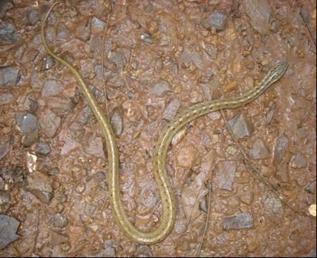 30 de agosto (quinta-feira) Um indivíduo de cobra-espada (Tomodon dorsatus) foi capturado, fotografado (figura 16) e liberado em área previamente estabelecida. Figura 16.