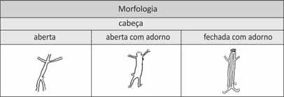 Figura 21: Morfologia das patas observado nas figuras de cervídeos de contorno aberto do Parque