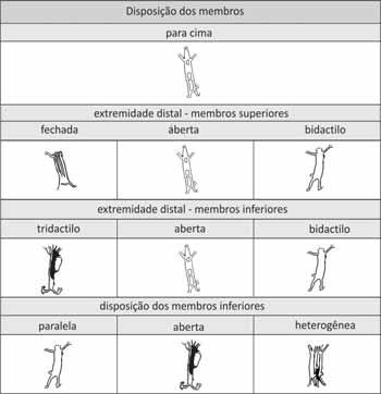 de contorno aberto do Parque Nacional Serra da Capivara PI 227 Figura 23: Morfologia dos membros