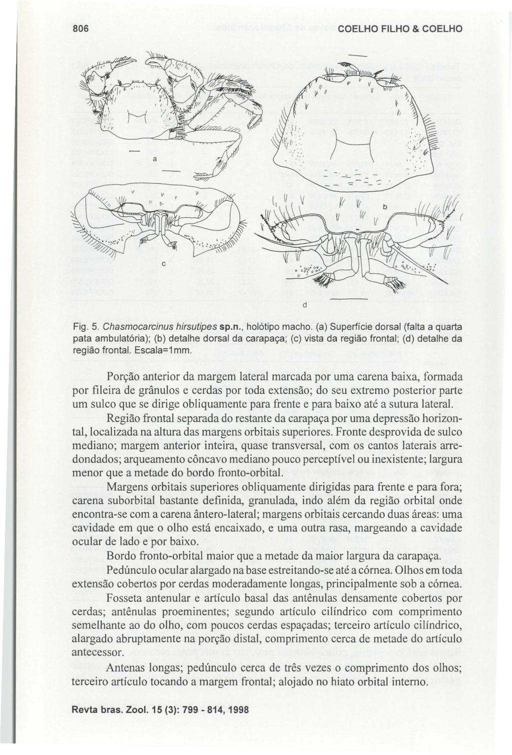 806 COELHO FILHO & COELHO H -- - --= Fig. 5. Chasmocarcinus hirsutipes sp.n., holótipo macho.