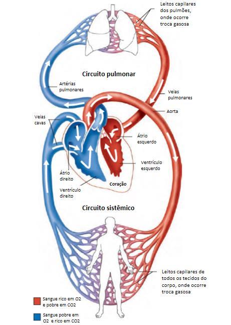 funções metabólicas. A função respiratória é responsável pelas trocas gasosas e a cardiovascular é responsável pelo transporte do sangue.