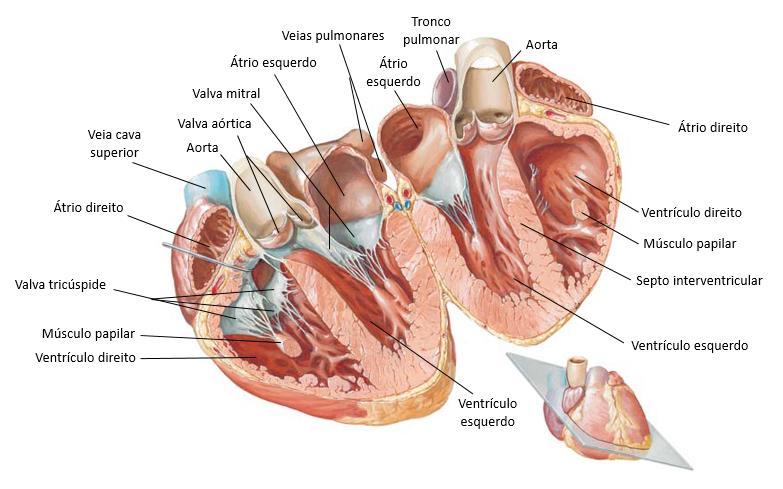Figura 2-3. Anatomia do coração, adaptado de [19].