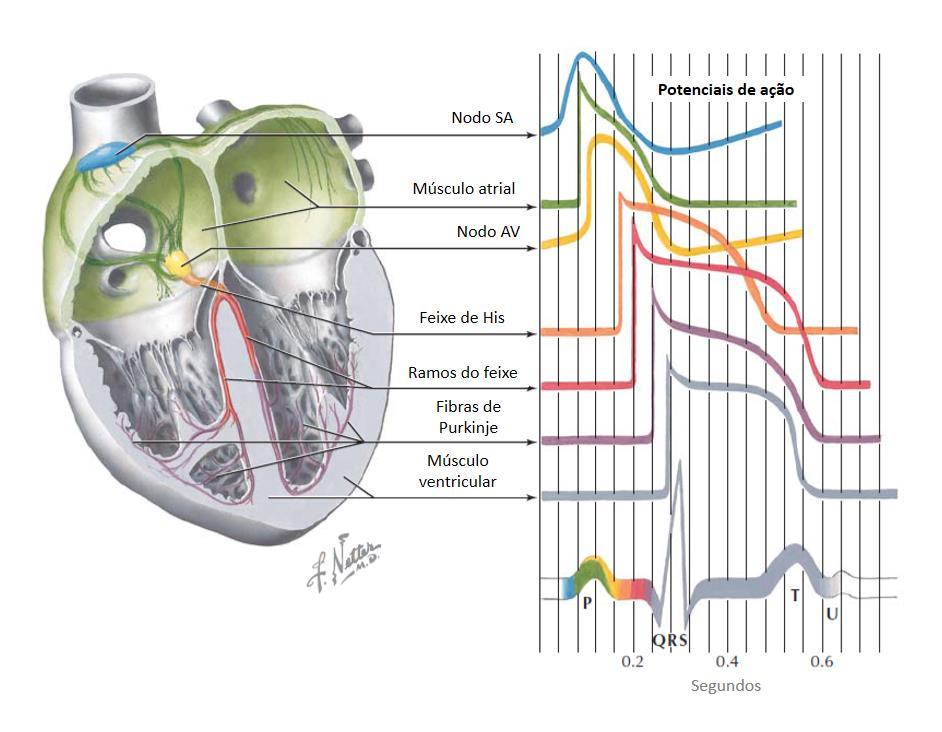 Figura 2-5. O sistema elétrico do coração e os potenciais de ação observados em cada componente. Adaptado de [19].