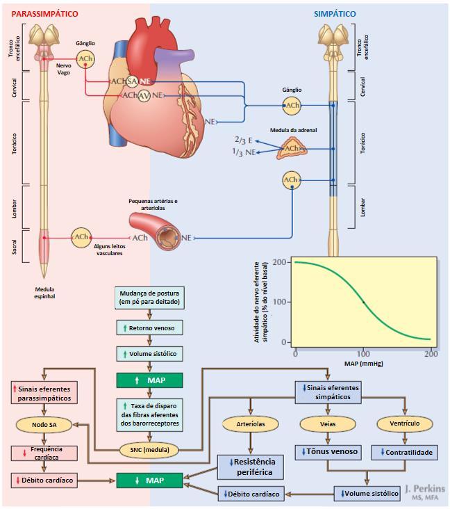 Figura 2-10. Eferências do sistema nervoso parassimpático e do sistema nervoso simpático sobre o coração, artérias e arteríolas.