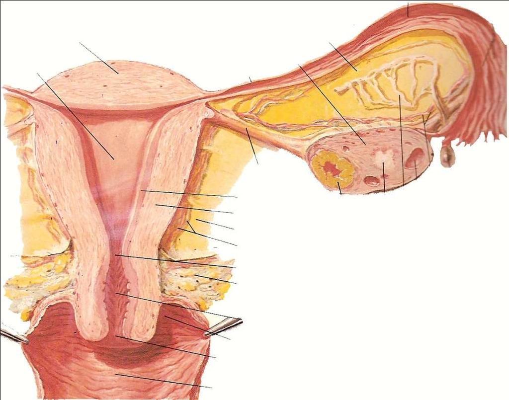 Anatomia