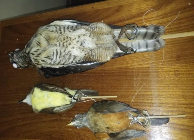 Diversos materiais práticos foram utilizados nas aulas, tais como peles de aves taxidermizadas (Figura 1), ninhos (Figura 2), penas e ossos, provenientes das coleções do Laboratório de Zoologia da
