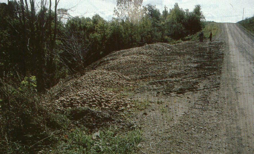 BATATA: Phytophthora