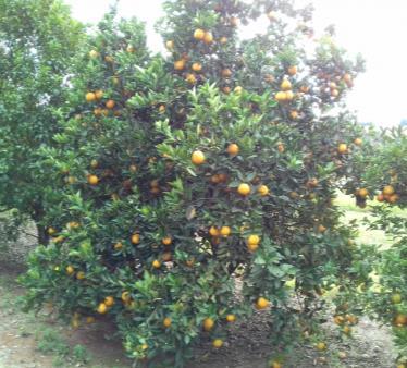 Os citrandarins 128, 124, possuem potencial como porta-enxertos para cultivo laranjeira Pera na região norte do estado de