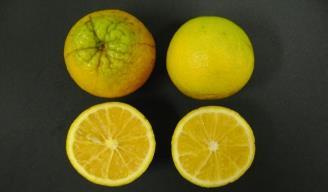Desenvolvimento de planta, eficiência produtiva Volume de copa (m 3 ), eficiência produtiva (EFP) de frutos (kg m 3 ) de laranja Valência enxertada em