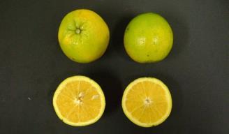 trifoliata English 15,48 a 4,59 ab limão Cravo Santa Cruz 12,60 bc 4,73 ab limão Cravo CNPMF 03 9,74 cde 5,02 ab citrange C-13 S 9,20 de 5,44 a tangerina